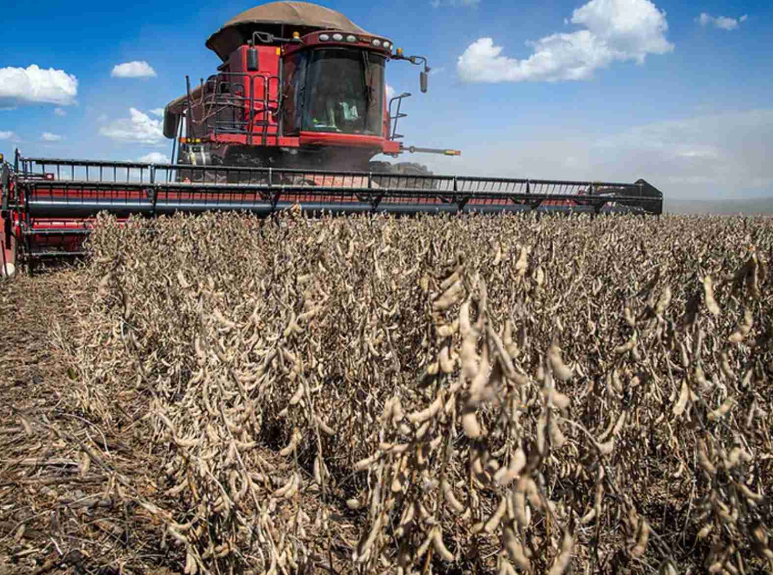 Com colheita de soja em 2,3% no Brasil, produção cai para 150,1 mi de t