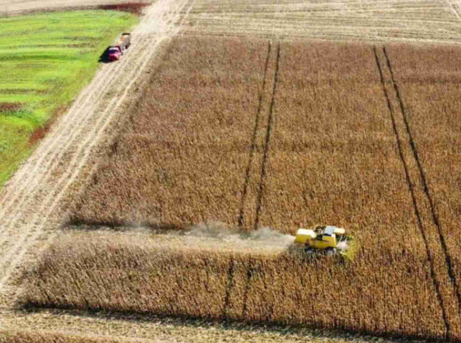 Avanços e desafios na agricultura brasileira: Perspectivas da safra 2024