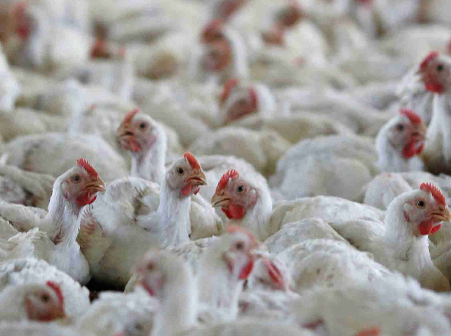 Oscilações no mercado de aves: Desafios econômicos e estratégias comerciais