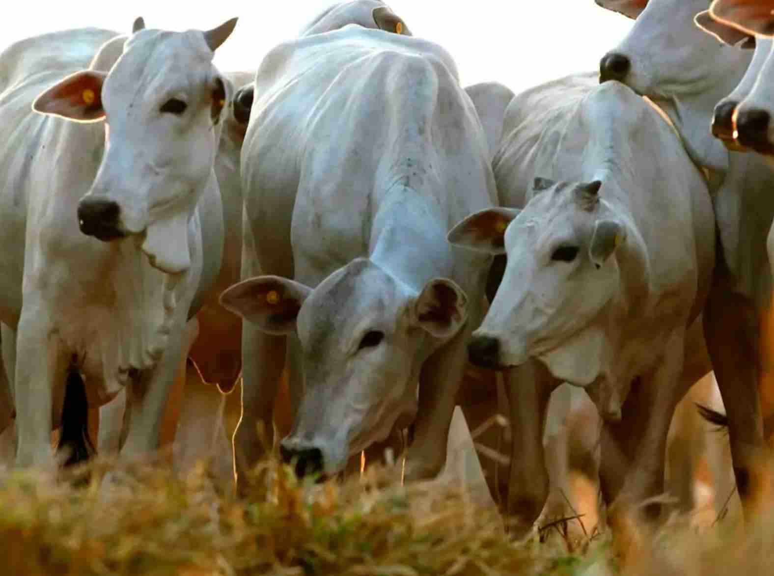 Fortaleza do agronegócio brasileiro: Boi gordo mantém preços estáveis com perspectiva de crescimento