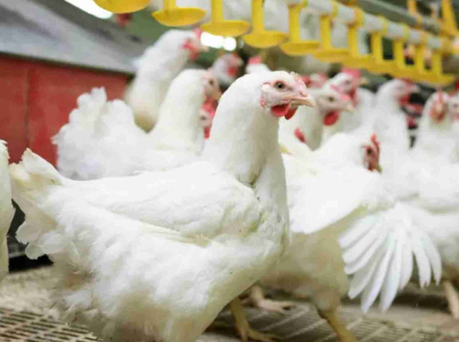 Mercado de frango em 2024: Desafios e estratégias em um contexto de baixa demanda