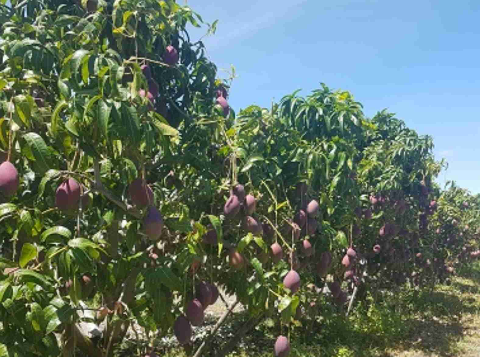 Mangas em alta: Mercado brasileiro beneficia-se da escassez na Europa