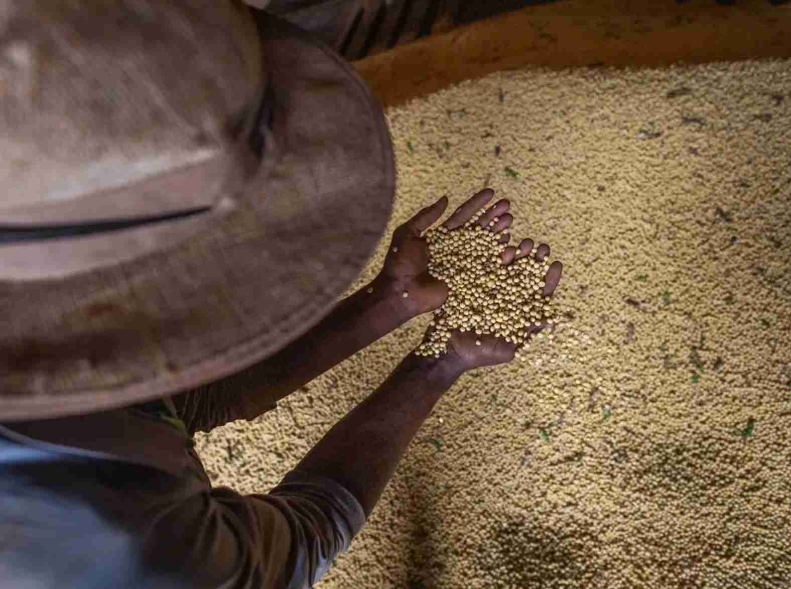 Soja volta a subir em Chicago nesta 4ª feira com mercado ainda muito incerto sobre tamanho da safra do BR