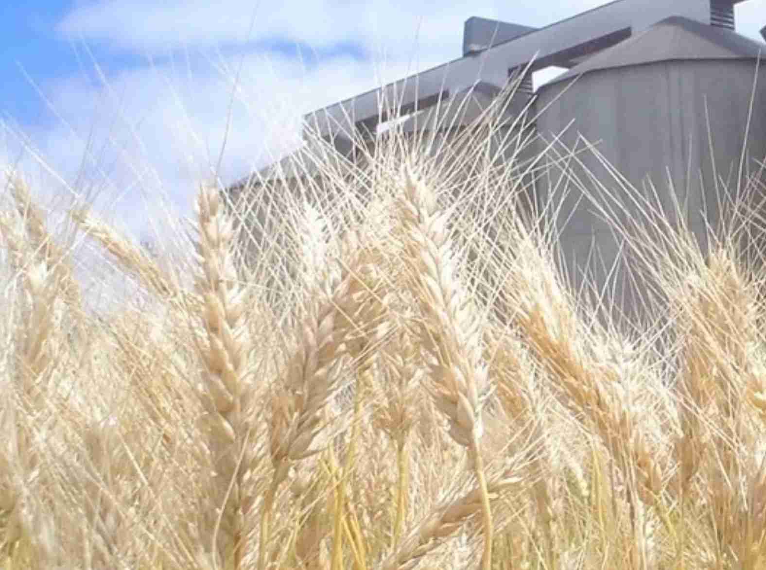 Trigo: Produtor segue atento às atividades de campo
