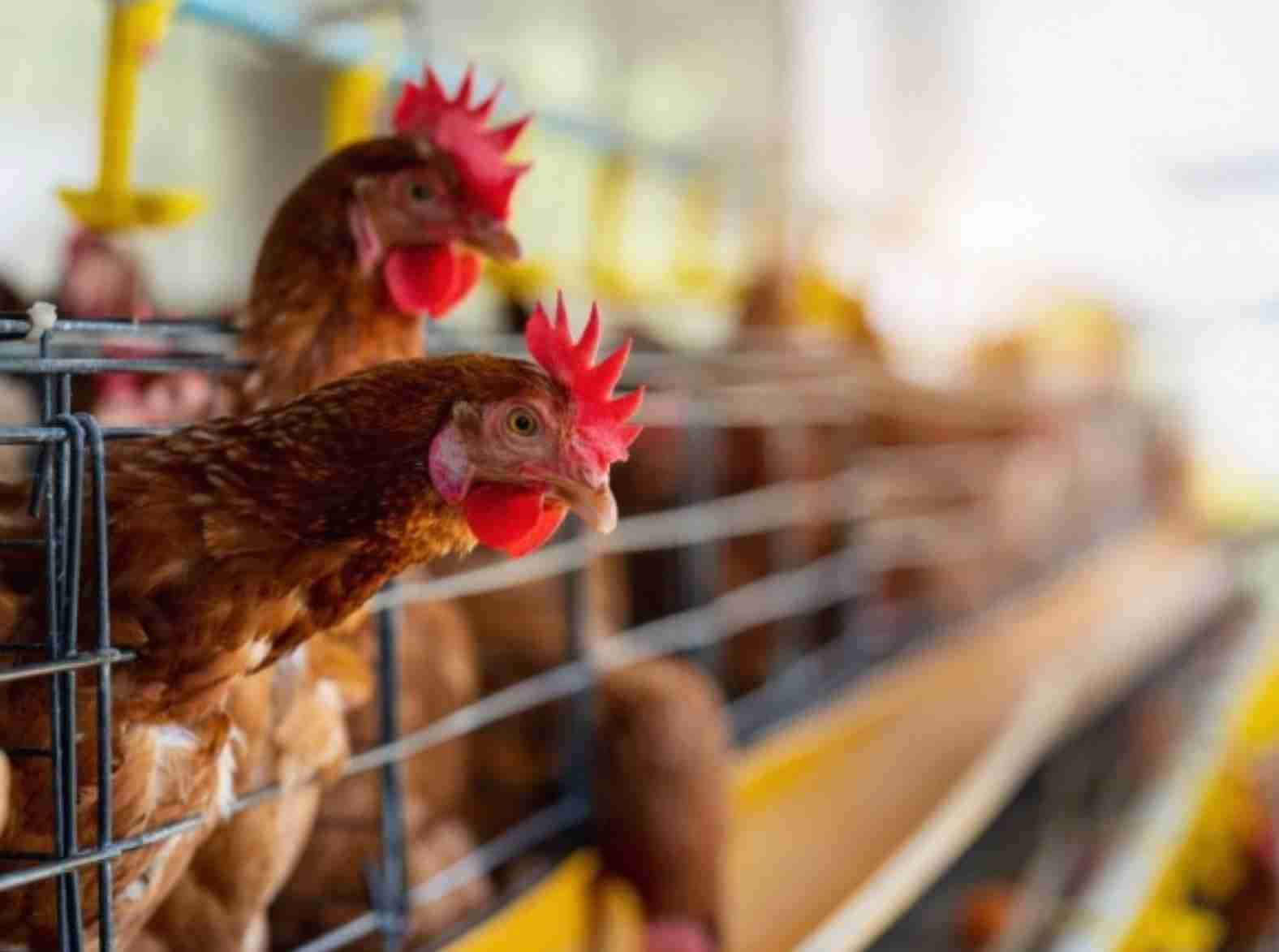 Estado de emergência zoossanitária para enfrentamento da gripe aviária é prorrogado