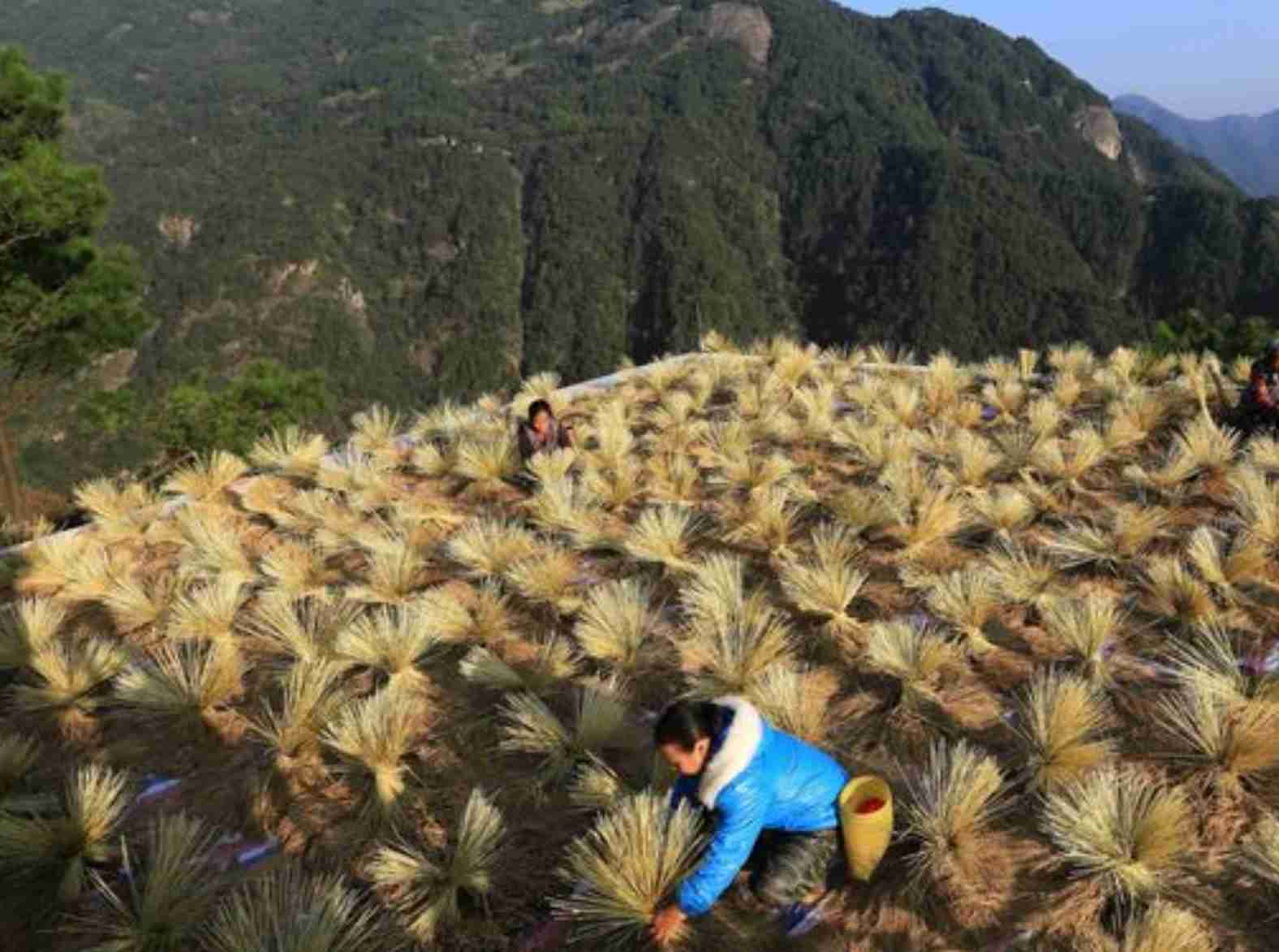 China fortalece soberania alimentar: Avanços na tecnologia agrícola
