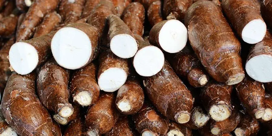 Mandioca: Moagem é recorde para início de ano