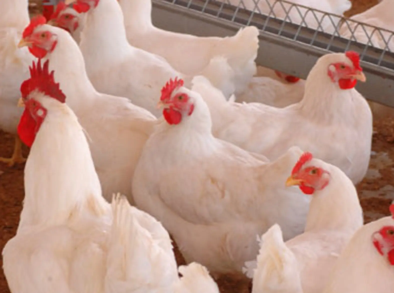 Frango: Alta na 1ª quinzena de fevereiro vem garantindo avanço na média mensal