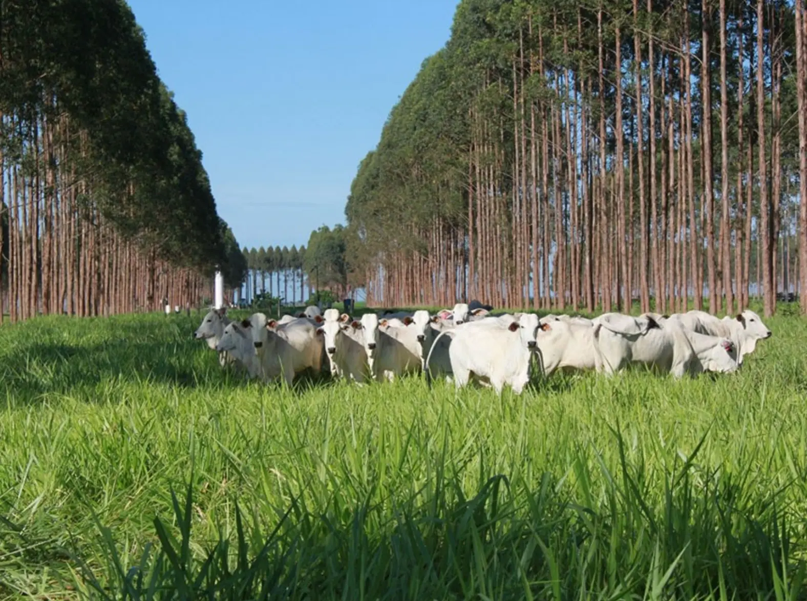 Projeto autoriza produtor rural a explorar áreas onde a vegetação nativa se recompôs