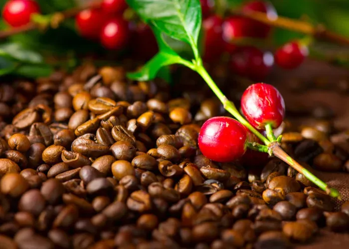 Café: Robusta atinge maior valor real desde out/21