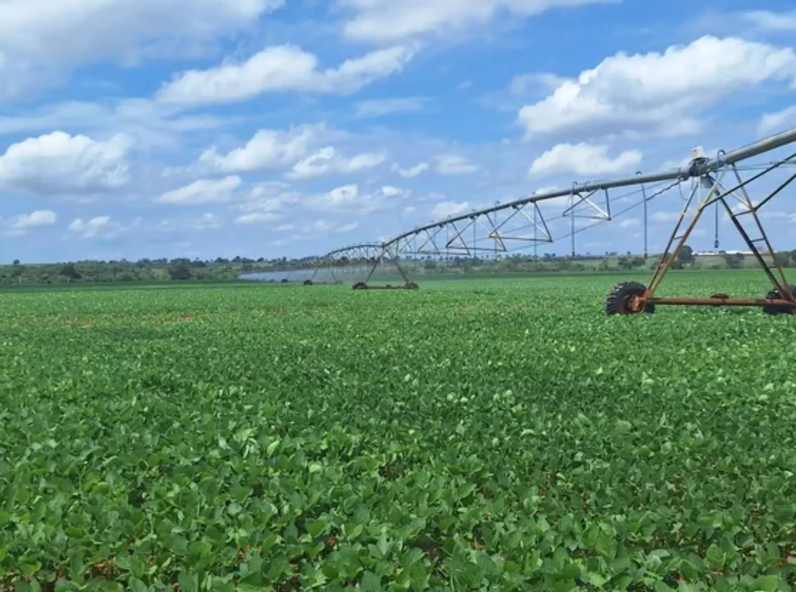 Soja volta a subir em Chicago nesta 5ª feira após últimas baixas