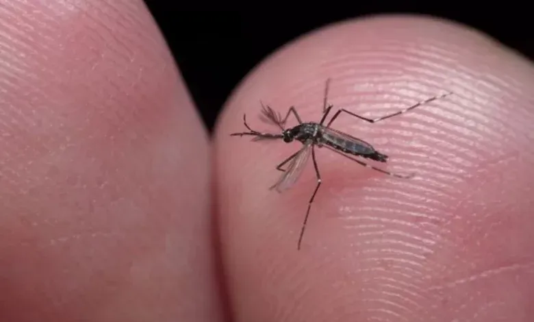 Brasil ultrapassa 4 milhões de casos de dengue com 1.937 mortes confirmadas