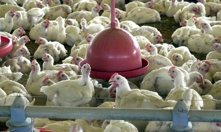 Minas Gerais declara emergência sanitária após confirmação de gripe aviária