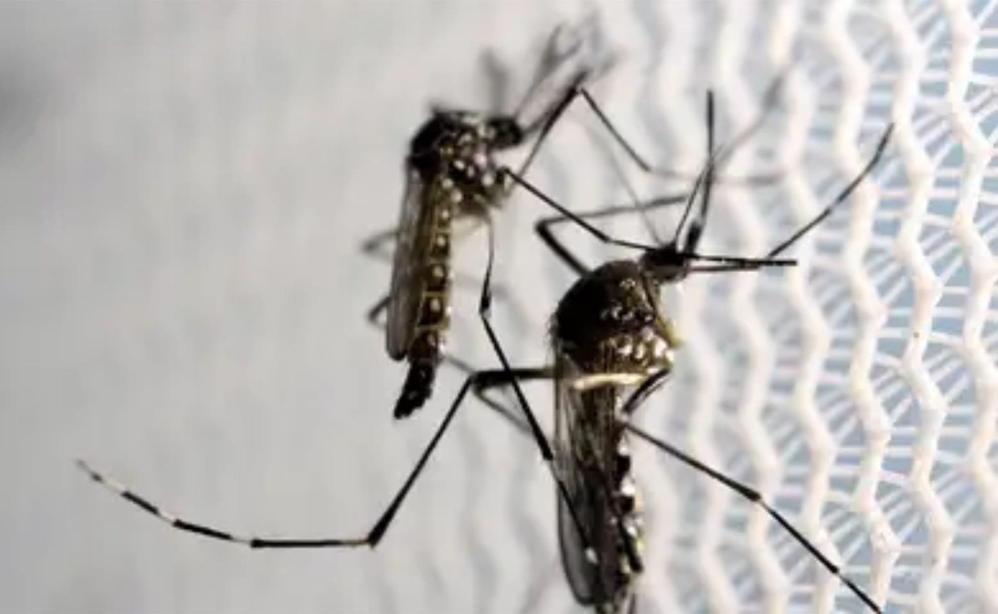 Governo veta pensão vitalícia para vítimas da zika