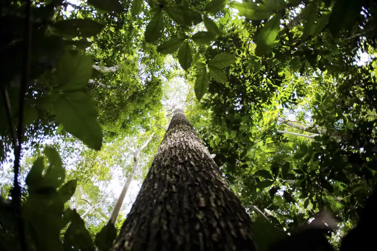 Governo leiloa floresta pública e transforma conservação em negócio