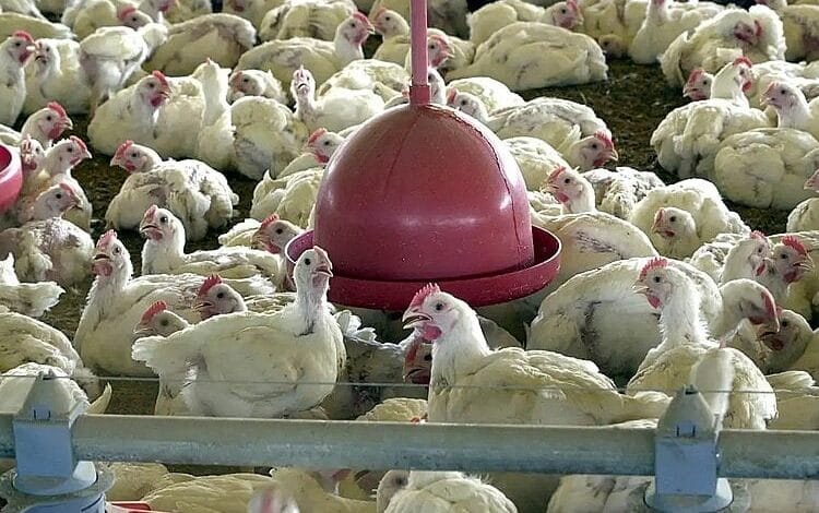 Gripe aviária expõe falha diplomática e abala exportação de frango